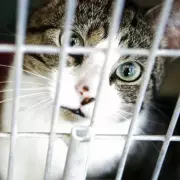 Kitten Rescued from Costco Bin Area Thrives in New Home After Viral Reddit Post