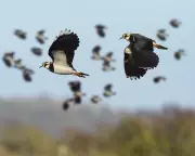 Lapwings Return to Norfolk Farm After a Decade's Absence