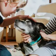 Leptospirosis Warning for UK Dog Owners: Key Symptoms and Risks