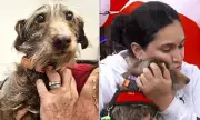 Lost Dog Found 2000 Miles Away After 5 Years Thanks to Microchip