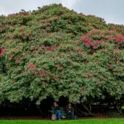 Lost Gardens of Heligan: Cornwall's 'Magical' Paradise Restored After Decades