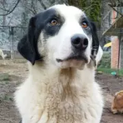 Loving Dog Waits 365 Days for a UK Home After Rescue from Bosnia