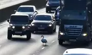 M1 Motorway Standstill as Swan Causes Chaos Before Swift Rescue