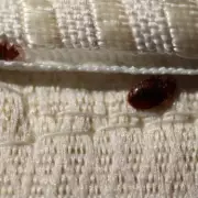 Mattress Expert's Winter Travel Warning: Avoid This Luggage Mistake to Stop Bedbugs