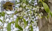 Mistletoe's Hidden Danger: The Festive Parasite That Could Harm Your Family