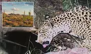New Jaguar Spotted in Arizona: Fifth Big Cat Since 2011 Signals Hope