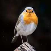 One Simple Plant Guarantees Birds Return to Your Garden, Expert Reveals