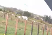 Paragliders' Last-Second Swerve Avoids Polar Bear Enclosure in Staffordshire