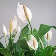 Peace Lilies Won't Brown in January: Avoid This Common Watering Mistake