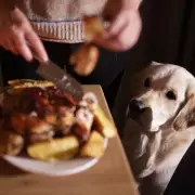 Pet expert warns of 5 dangerous Christmas foods for dogs