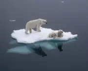 Polar Bears Alter DNA in Response to Arctic Warming, Study Reveals