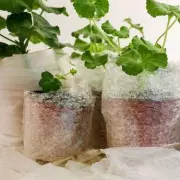 Protect Plants from Frost with 99p Bubble Wrap, Expert Reveals