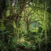 Puzzlewood: The Magical 14-Acre Forest That Inspired Star Wars & Tolkien
