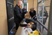 Rare Surgery on Sun Bear in Hertfordshire Offers Hope for Species' Survival