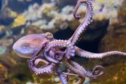 Record Octopus Numbers in UK Waters Stun Conservationists