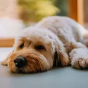 Reddit's Top Tip for Energetic Dogs on Cold Days: 'Hide and Seek'