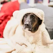 RSPCA's Winter Warning: Keep Homes Above 10°C to Protect Dogs from Hypothermia