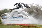 SeaWorld Orlando's Beloved Orca Katina Dies at Age 50