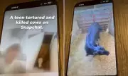 Shocking Footage: Slaughterhouse Workers Abuse Cows in Georgia