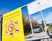 Spanish ASF Outbreak: Lab Leak Probe as Virus Strain Matches Georgia 2007