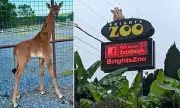 Spotless Giraffe Kipekee's Sudden Death Sparks Investigation at Tennessee Zoo