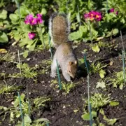 Stop Squirrels Eating Bulbs: 3 Simple Tricks Using Kitchen Ingredient