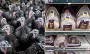Supermarkets Accused of Secretly Selling European Turkeys as British