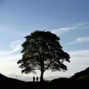 Sycamore Gap Tree Felling: Crime, Arrests & 4-Year Sentences Explained