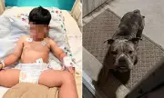 Texas toddler mauled by neighbour's dog in home, family demands justice