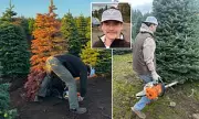 The Year-Round Work Behind Your Perfect Christmas Tree Revealed