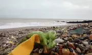 Thousands of Bananas Wash Ashore After Cargo Ship Loses 16 Containers Near Isle of Wight