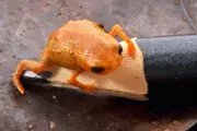 Tiny Orange Toad Discovered in Brazil, Fits on a Pencil Tip