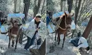 Tourist on Phone Knocked Off Mountain Path by Pack Mule in China