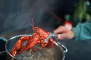 UK Bans Boiling Live Lobsters in Major Animal Welfare Overhaul