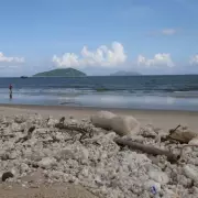 UK Beaches Alert: 'Highly Dangerous' Palm Oil Threatens Dogs in Kent