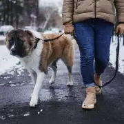 UK Cold Snap: Vets Warn Dog Walks Unsafe Below -4°C