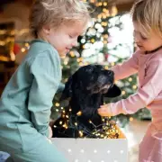 UK Dog Owners Face £1,000 Vet Bills Over Christmas Dinner Dangers