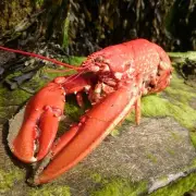 UK Government Bans Boiling Lobsters Alive in Major Animal Welfare Overhaul