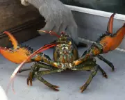 UK to Ban Boiling Lobsters Alive in Sweeping Animal Welfare Reforms