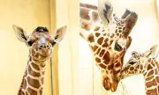 UK Zoo Welcomes Endangered Giraffe Calf, Boosting Conservation Herd