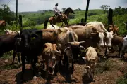 US Cattle Ban Over Flesh-Eating Parasite Plunges Mexican Ranchers Into Crisis