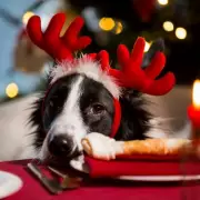 Vet Nurse's Urgent Christmas Warning: 7 Festive Foods Toxic to Pets