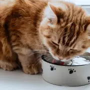 Vet Reveals 9 Common Cat Owner Mistakes That Harm Pet's Quality of Life