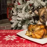 Vet's urgent warning: 5 Christmas foods that can kill your dog