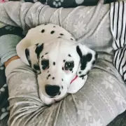 Vet's Winter Warning: Dog Dehydration Searches Soar 144%