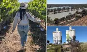 Waikerie's Secret: The Tiny Aussie Town Behind UK's Top Sauvignon Blanc