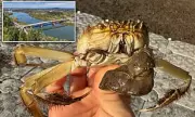 Wall-Climbing Chinese Mitten Crab Spotted in Oregon for Second Time