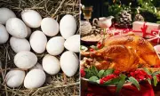 Why Turkey Eggs Are Absent From Your Christmas Table: The Hidden Cost