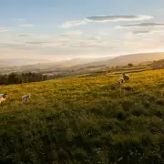 Yorkshire's Wensleydale: A Food Lover's Dream with the 'Strangest Place' on Earth