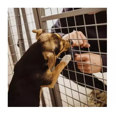 Abandoned Dog Furby Waits for Owner in Park, Finds New Home After Rescue